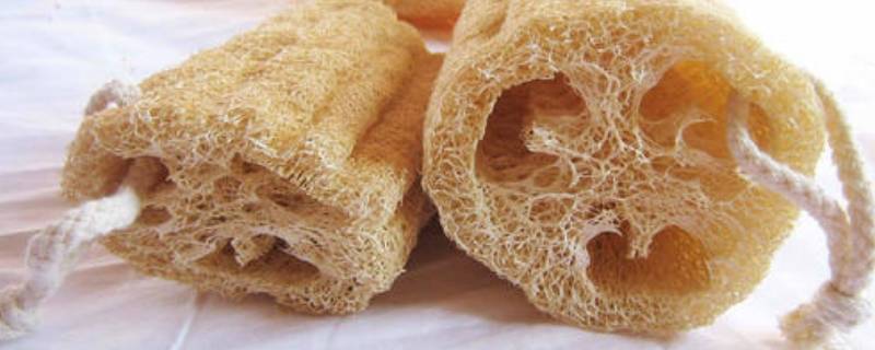 丝瓜络的功效与作用