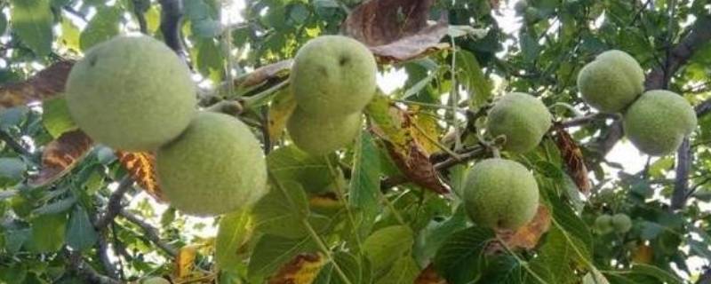 核桃7月份能采摘吗