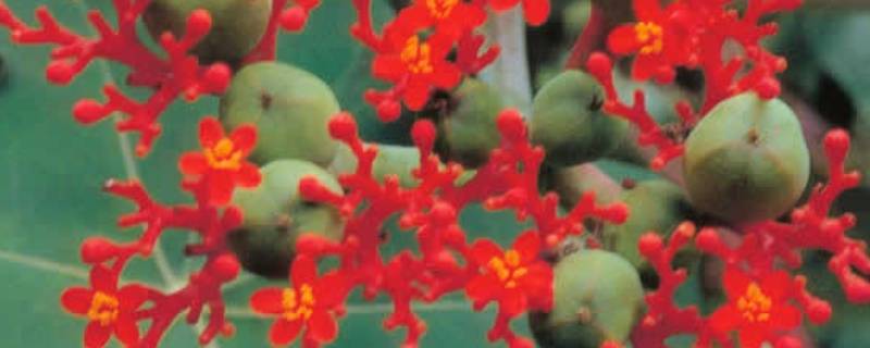 佛肚树的果子能吃吗