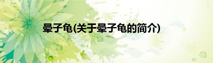 晕子龟(关于晕子龟的简介)