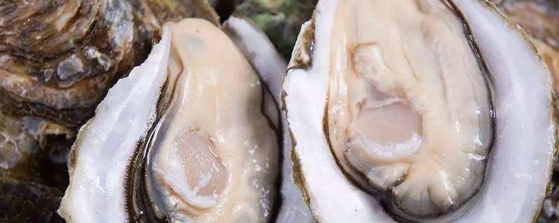 生吃生蚝嚼还是吞