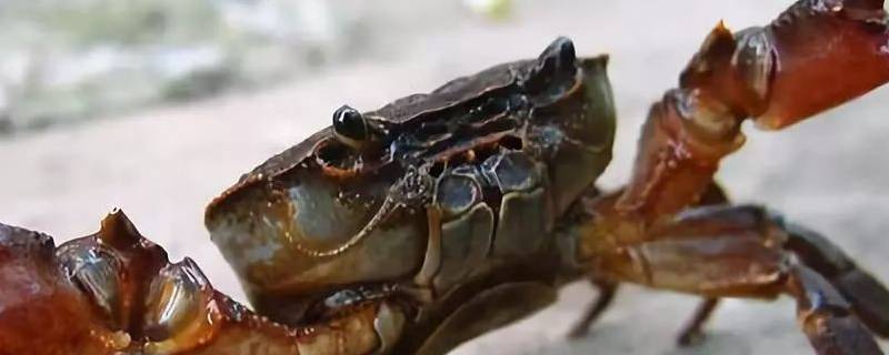 螃蟹中黄的液体能吃吗