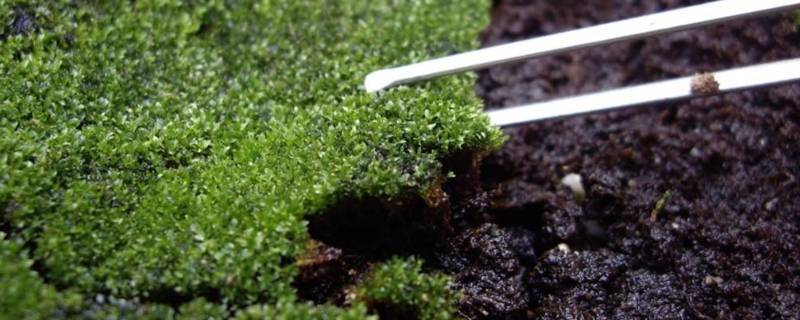 日常生活哪里有泥炭土