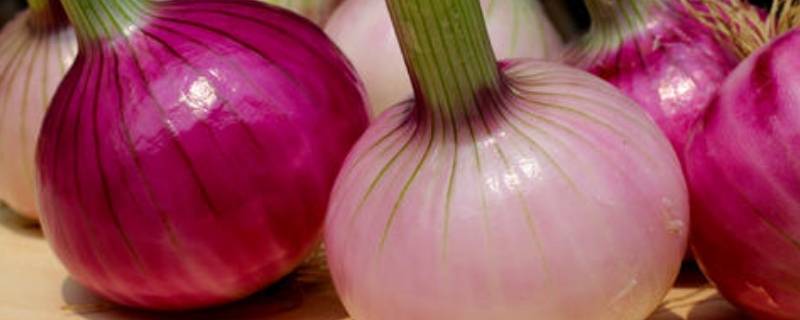 洋葱的功效与作用