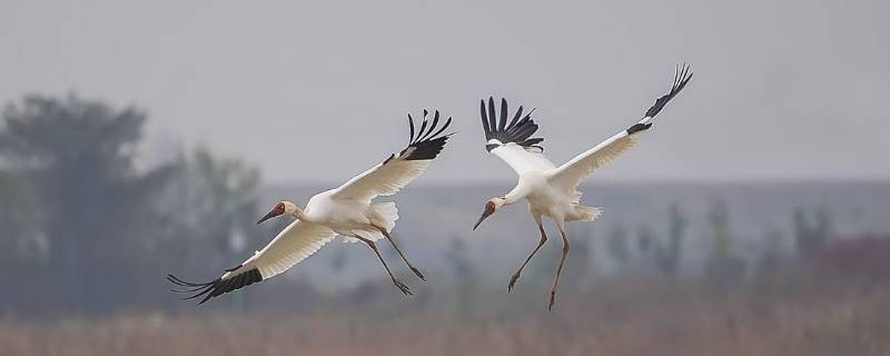 白鹤能飞吗
