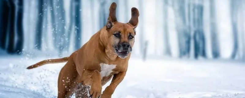 中轴分布渊源深打一生肖