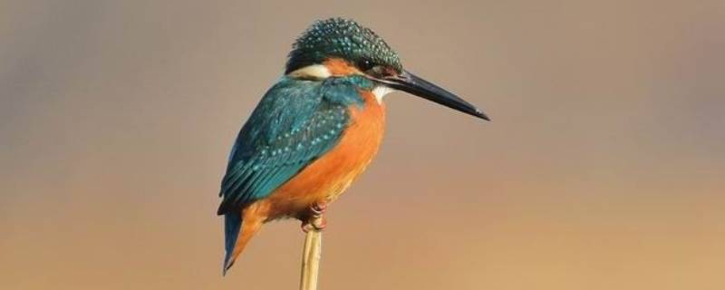 翠鸟的爪子有什么特点